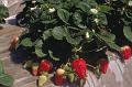 Albion Vissers aardbeiplanten BV America strawberryplants (3)